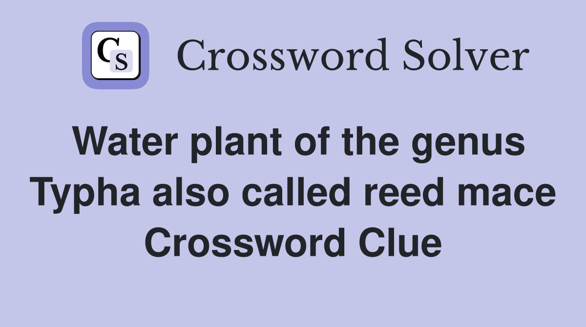 Water plant of the genus Typha also called reed mace Crossword Clue
